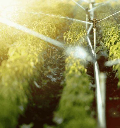 irrigation 1